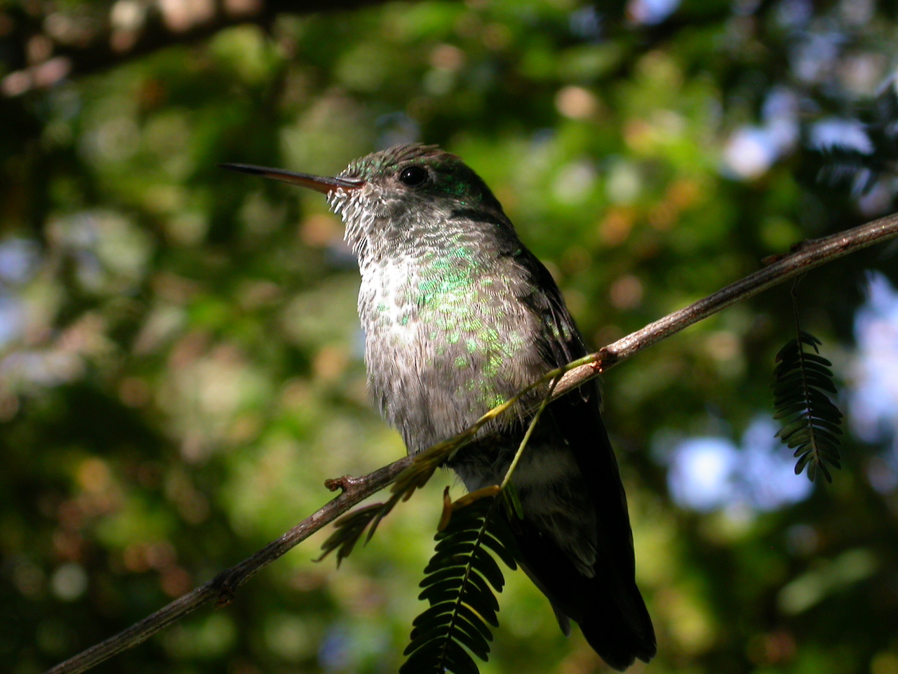 Chrysuronia versicolor